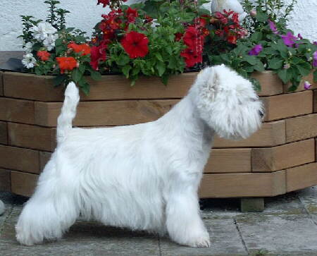 West Highland White Terrier