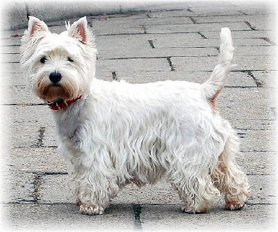 Foto vom west Highland Terrier